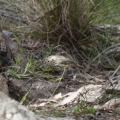 Pyrrholaemus sagittatus (Speckled Warbler) at Illilanga & Baroona - 1 Apr 2012 by Illilanga