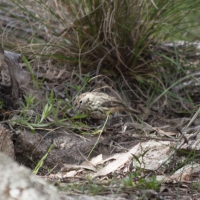 Pyrrholaemus sagittatus (Speckled Warbler) at Michelago, NSW - 1 Apr 2012 by Illilanga