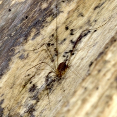 Opiliones (order) (Unidentified harvestman) at Acton, ACT - 4 Jun 2018 by jb2602