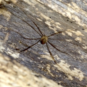 Opiliones (order) at Acton, ACT - 4 Jun 2018