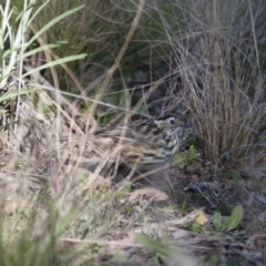 Pyrrholaemus sagittatus (Speckled Warbler) at Illilanga & Baroona - 13 Apr 2012 by Illilanga