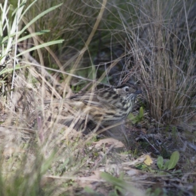 Pyrrholaemus sagittatus (Speckled Warbler) at Illilanga & Baroona - 13 Apr 2012 by Illilanga