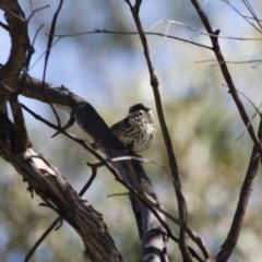 Pyrrholaemus sagittatus at Michelago, NSW - 13 Apr 2012