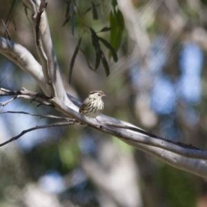 Pyrrholaemus sagittatus at Michelago, NSW - 13 Apr 2012
