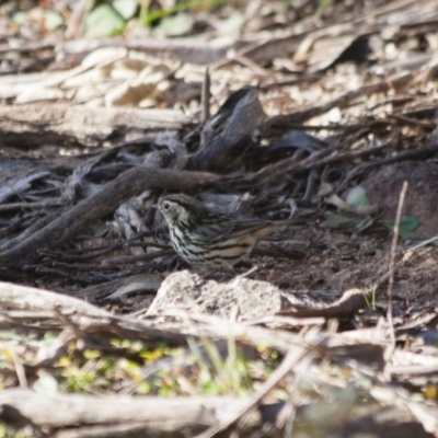 Pyrrholaemus sagittatus (Speckled Warbler) at Michelago, NSW - 20 May 2012 by Illilanga
