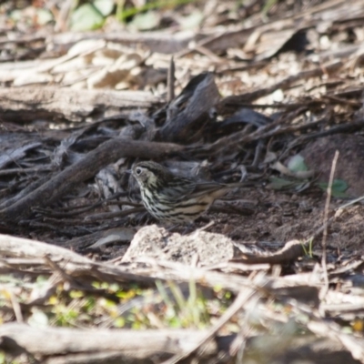 Pyrrholaemus sagittatus (Speckled Warbler) at Illilanga & Baroona - 20 May 2012 by Illilanga