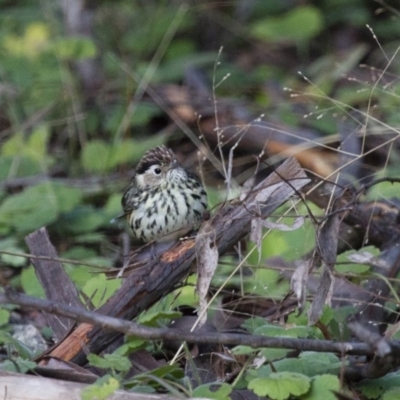 Pyrrholaemus sagittatus (Speckled Warbler) at Illilanga & Baroona - 18 Jun 2012 by Illilanga