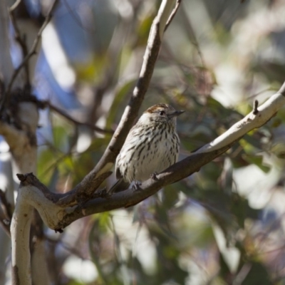 Pyrrholaemus sagittatus (Speckled Warbler) at Illilanga & Baroona - 15 Sep 2012 by Illilanga