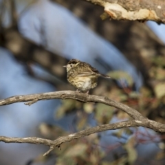 Pyrrholaemus sagittatus (Speckled Warbler) at Michelago, NSW - 2 Oct 2012 by Illilanga