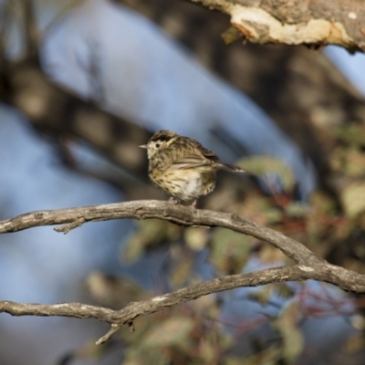 Pyrrholaemus sagittatus (Speckled Warbler) at Illilanga & Baroona - 1 Oct 2012 by Illilanga