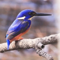 Ceyx azureus (Azure Kingfisher) at Garrads Reserve Narrawallee - 16 May 2016 by Charles Dove