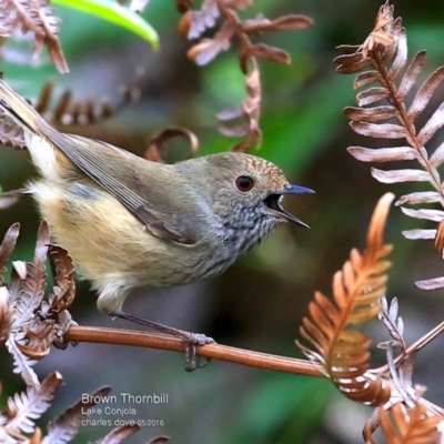 Acanthiza pusilla (Brown Thornbill) at Conjola Bushcare - 15 May 2016 by Charles Dove