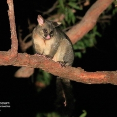 Trichosurus vulpecula (Common Brushtail Possum) at Undefined - 16 May 2016 by Charles Dove