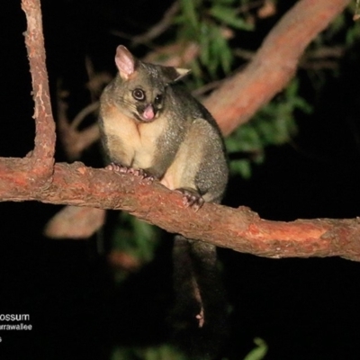 Trichosurus vulpecula (Common Brushtail Possum) at Undefined - 17 May 2016 by CharlesDove