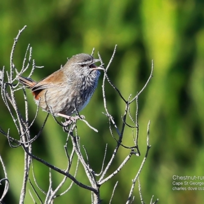 Hylacola pyrrhopygia (Chestnut-rumped Heathwren) at Booderee National Park - 10 May 2016 by CharlesDove