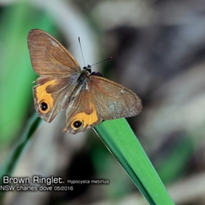 Hypocysta metirius (Brown Ringlet) at Conjola Bushcare - 10 May 2016 by Charles Dove