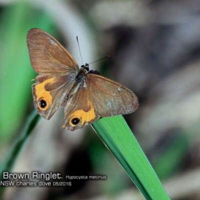 Hypocysta metirius (Brown Ringlet) at Lake Conjola, NSW - 10 May 2016 by Charles Dove