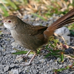 Dasyornis brachypterus (Eastern Bristlebird) at Booderee National Park - 10 May 2016 by CharlesDove