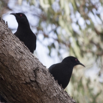 Corcorax melanorhamphos (White-winged Chough) at Illilanga & Baroona - 2 Jun 2008 by Illilanga