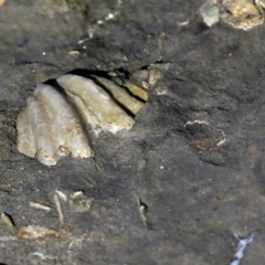 Brachiopoda Rhynchonellida (Rhynchonella Brachiopod) at Dolphin Point, NSW - 8 May 2016 by Charles Dove