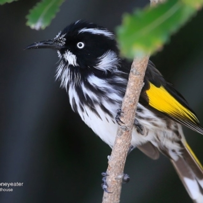 Phylidonyris novaehollandiae (New Holland Honeyeater) at Booderee National Park - 11 May 2016 by CharlesDove