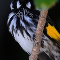 Phylidonyris novaehollandiae at Booderee National Park1 - 11 May 2016 12:00 AM