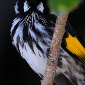 Phylidonyris novaehollandiae at Booderee National Park1 - 11 May 2016