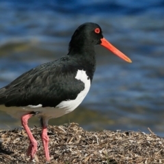 Haematopus longirostris (Australian Pied Oystercatcher) at Conjola Bushcare - 12 May 2016 by CharlesDove