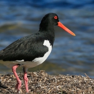 Haematopus longirostris at Cunjurong Point, NSW - 12 May 2016