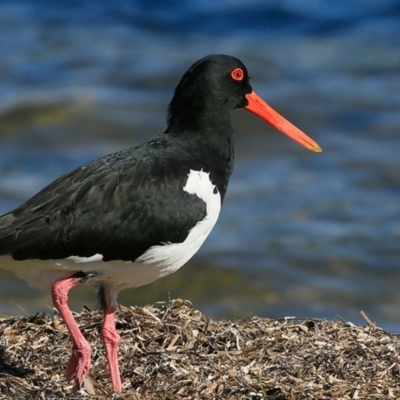 Haematopus longirostris (Australian Pied Oystercatcher) at Conjola Bushcare - 11 May 2016 by Charles Dove