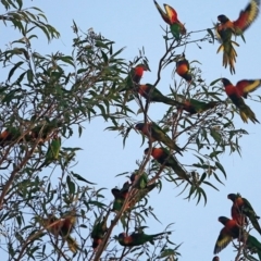 Trichoglossus moluccanus (Rainbow Lorikeet) at Undefined - 12 May 2016 by Charles Dove