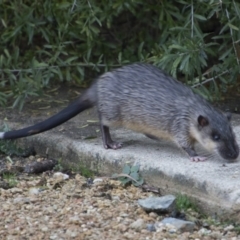 Hydromys chrysogaster (Rakali or Water Rat) at Acton, ACT - 12 Jun 2018 by AlisonMilton