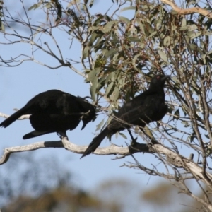 Corcorax melanorhamphos at Michelago, NSW - 9 Nov 2009