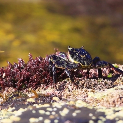 Leptograpsus variegatus (Purple Rock Crab) at Wairo Beach and Dolphin Point - 9 May 2016 by Charles Dove