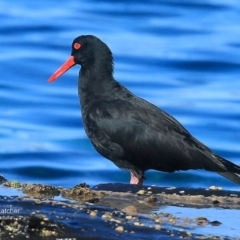 Haematopus fuliginosus (Sooty Oystercatcher) at Wairo Beach and Dolphin Point - 9 May 2016 by Charles Dove
