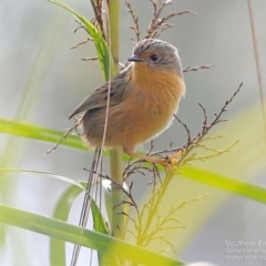 Stipiturus malachurus (Southern Emuwren) at Garrads Reserve Narrawallee - 8 May 2016 by Charles Dove