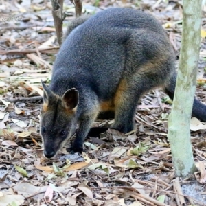 Wallabia bicolor at Booderee National Park1 - 11 May 2016