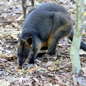 Wallabia bicolor at Booderee National Park1 - 11 May 2016 12:00 AM