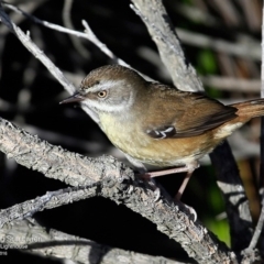 Sericornis frontalis (White-browed Scrubwren) at Booderee National Park - 10 May 2016 by CharlesDove