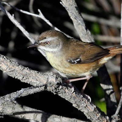 Sericornis frontalis (White-browed Scrubwren) at Booderee National Park - 11 May 2016 by CharlesDove