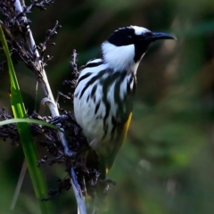 Phylidonyris niger (White-cheeked Honeyeater) at Booderee National Park - 11 May 2016 by CharlesDove