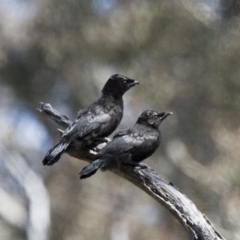 Corcorax melanorhamphos (White-winged Chough) at Michelago, NSW - 22 Oct 2014 by Illilanga