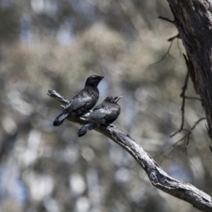 Corcorax melanorhamphos at Michelago, NSW - 22 Oct 2014 09:27 AM