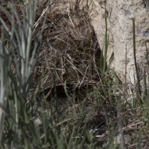 Pyrrholaemus sagittatus at Michelago, NSW - 18 Sep 2015 03:00 PM