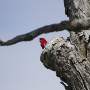 Platycercus elegans at Michelago, NSW - 20 Oct 2014