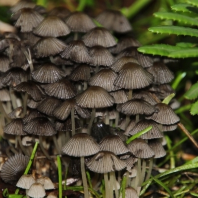 Coprinellus etc. (An Inkcap) at Acton, ACT - 12 Jun 2018 by AlisonMilton