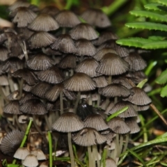 Coprinellus etc. (An Inkcap) at Acton, ACT - 12 Jun 2018 by Alison Milton