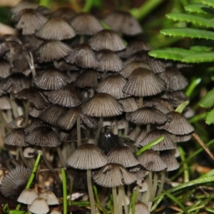 Coprinellus etc. at Acton, ACT - 12 Jun 2018