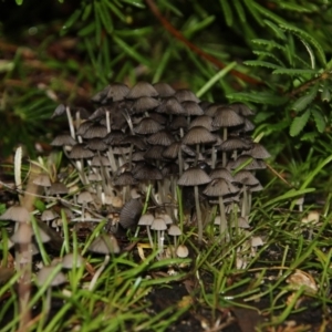 Coprinellus etc. at Acton, ACT - 12 Jun 2018