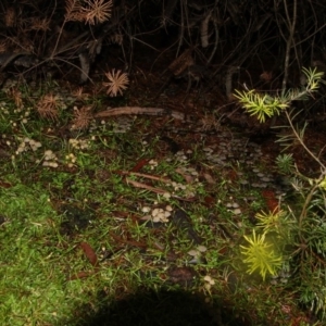 Coprinellus etc. at Acton, ACT - 12 Jun 2018